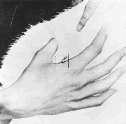 Kees Boeke, Cosmic View (1957) — a human hand, palm open, the scale at which the book turns inward from world to body.